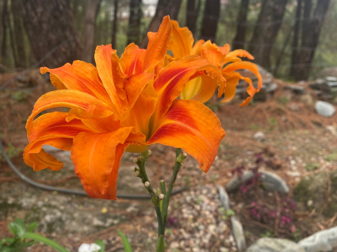 The Lodge At Wah, Kandbari主图