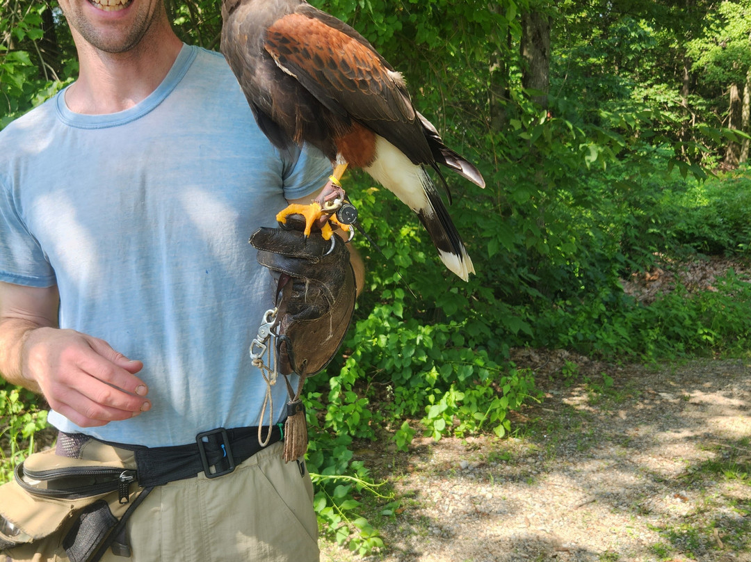 Monadnock Falconry-Temple必去景点