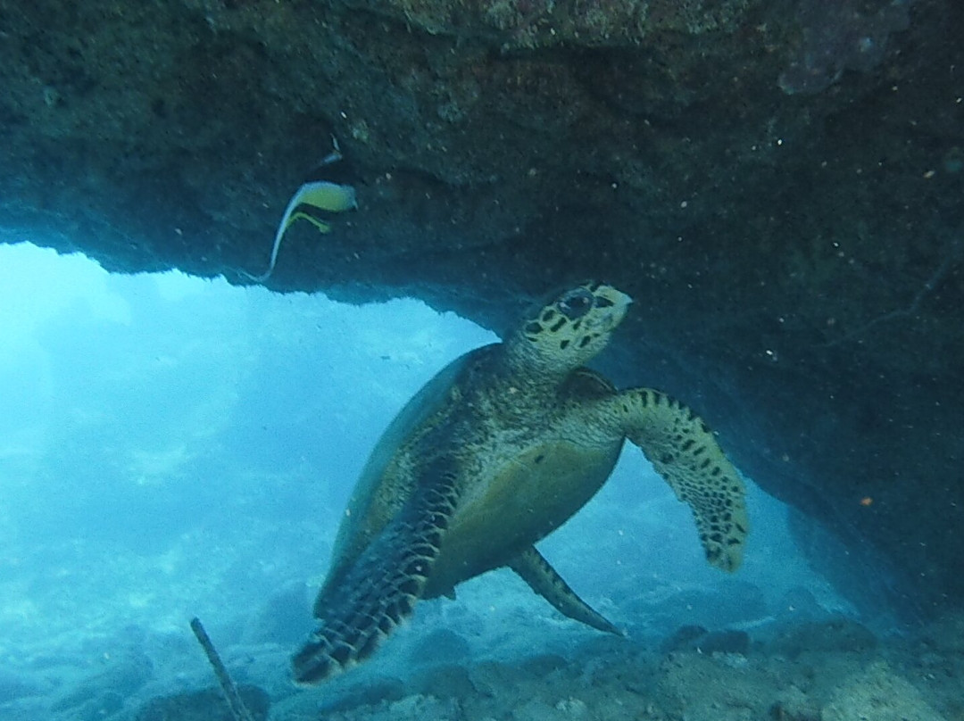 Dive Time-贝尔马尔必去景点