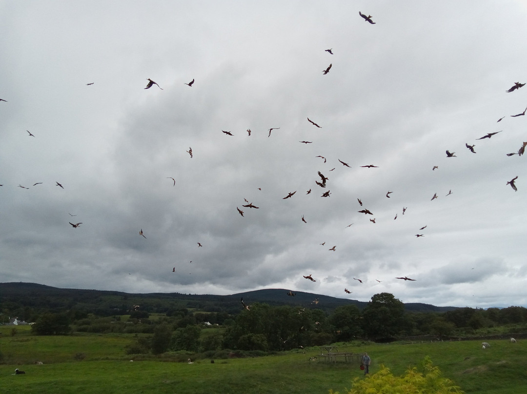 Bellymack Hill Farm - Kite Feeding Station-Laurieston必去景点
