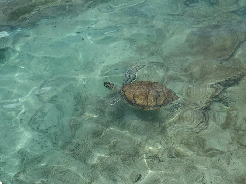 Gone Caribe-威廉斯塔德必去景点