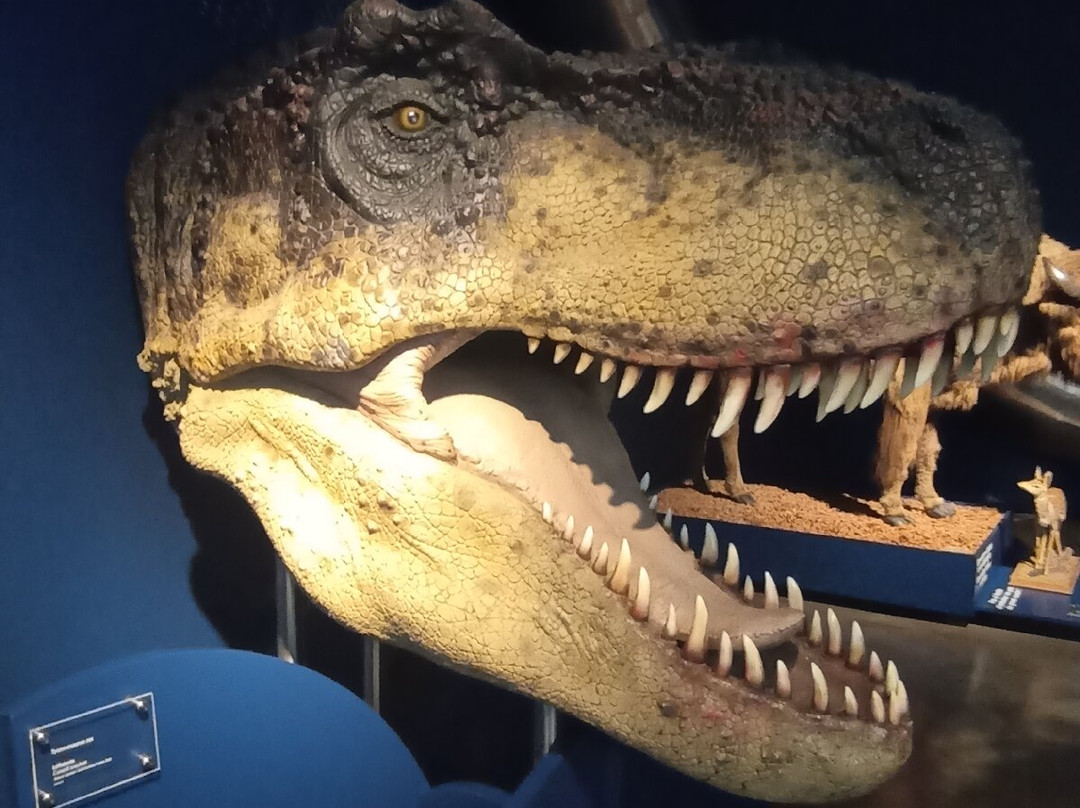 Luxembourg National Museum of Natural History-卢森堡城必去景点