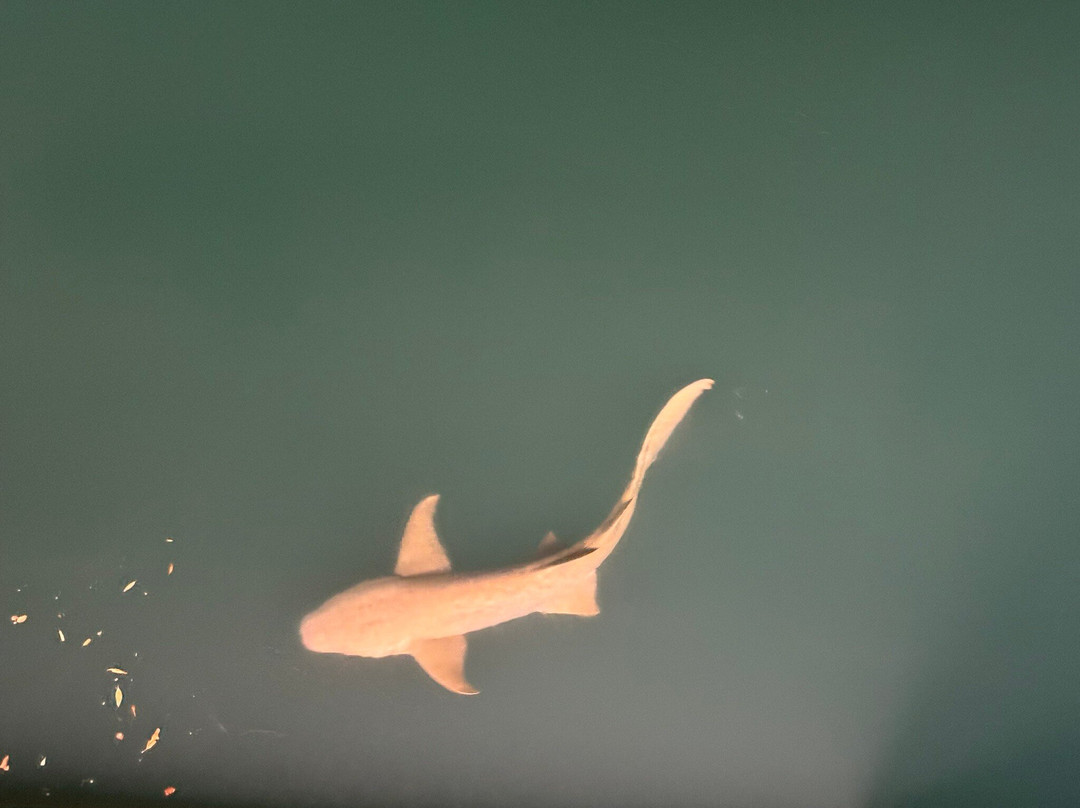 Coral Expeditions-凯恩斯必去景点