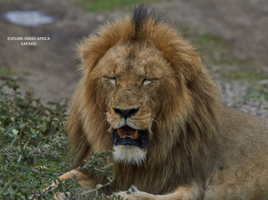 Game Drive At Serengeti National Park