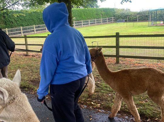 Acton Hill Alpacas-纽卡斯尔安德莱姆必去景点