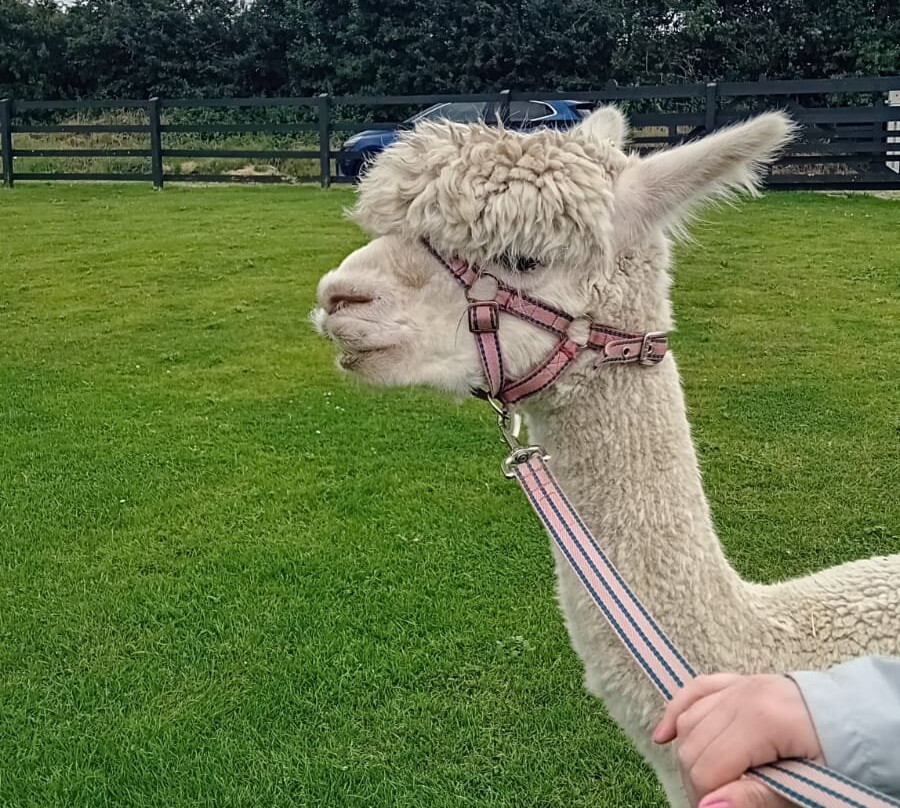 Cranfield Alpacas (alpaca Experiences In The Mournes).-Kilkeel必去景点