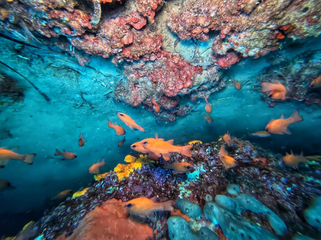 Dikelas dive center-Karystos必去景点