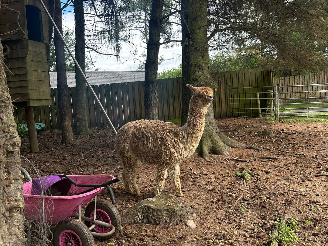 David’s Hill Alpacas-Arbroath必去景点