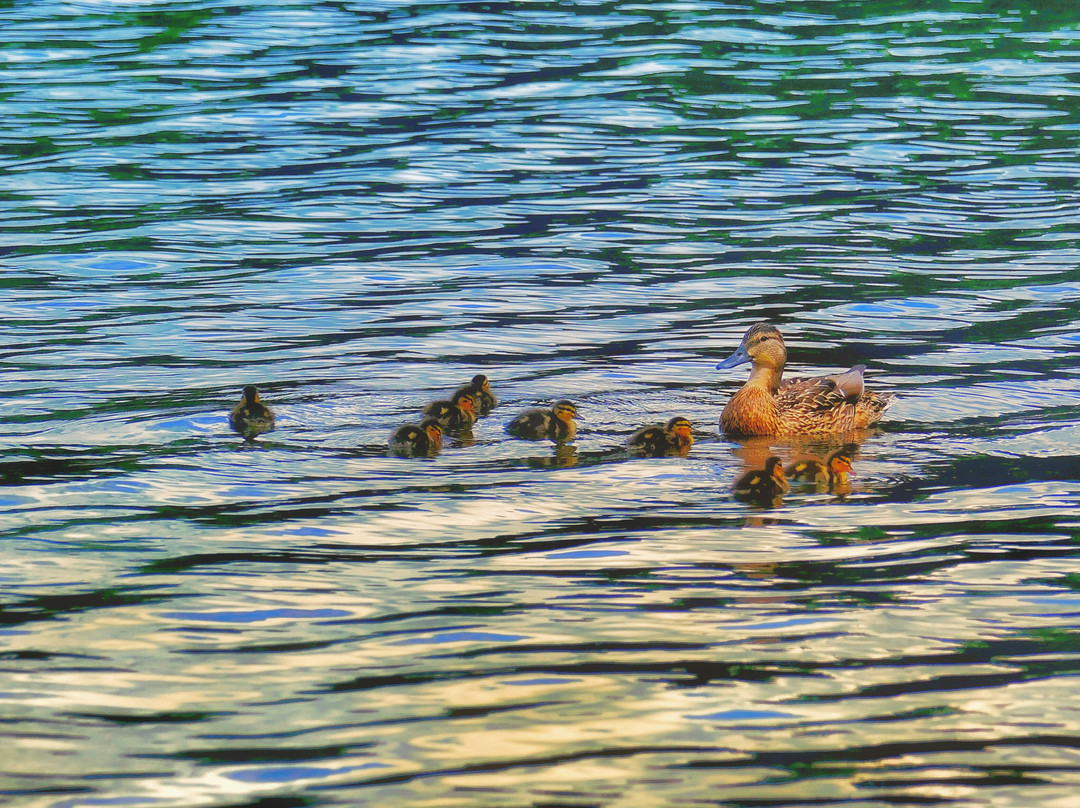 Zilvermeer-Mol必去景点