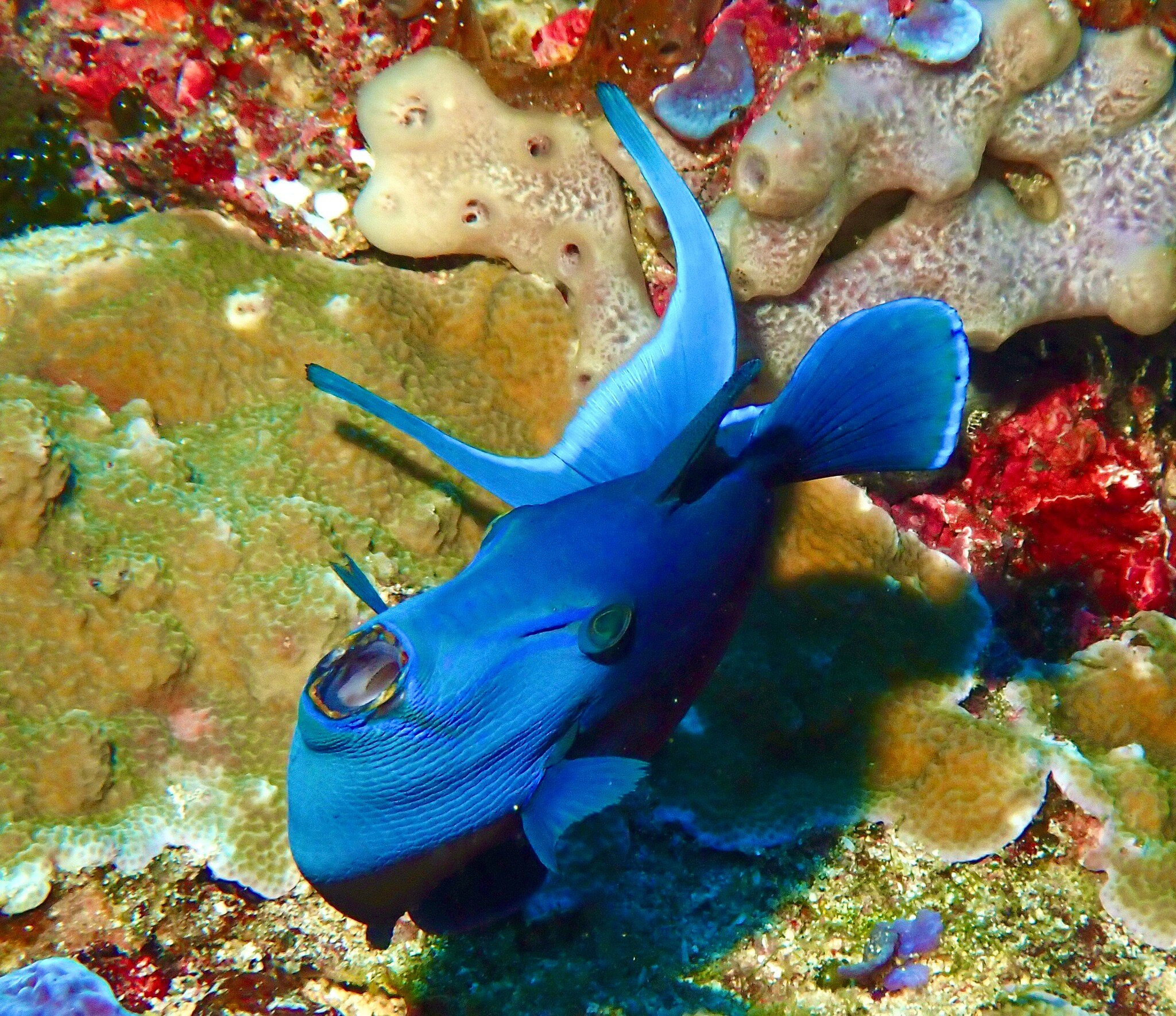 Deep Roots Dive & Yoga Resort-官方