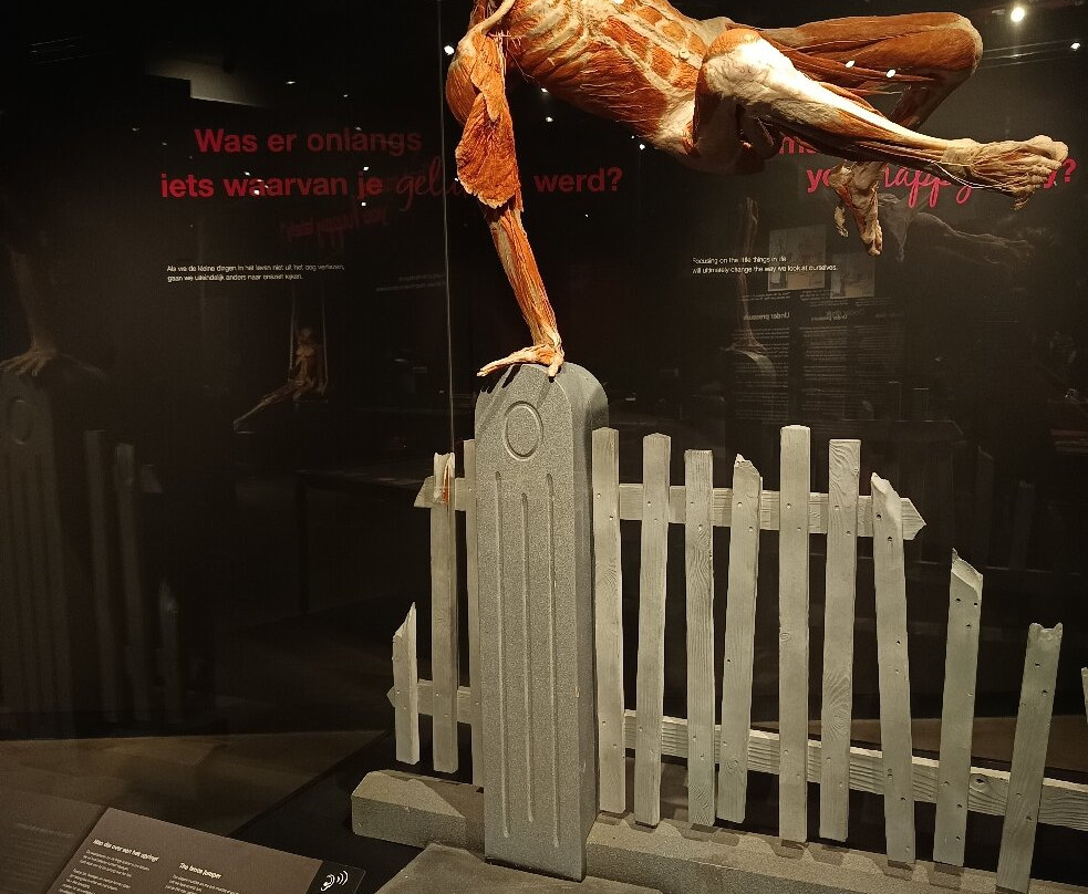 人体世界展览-阿姆斯特丹必去景点