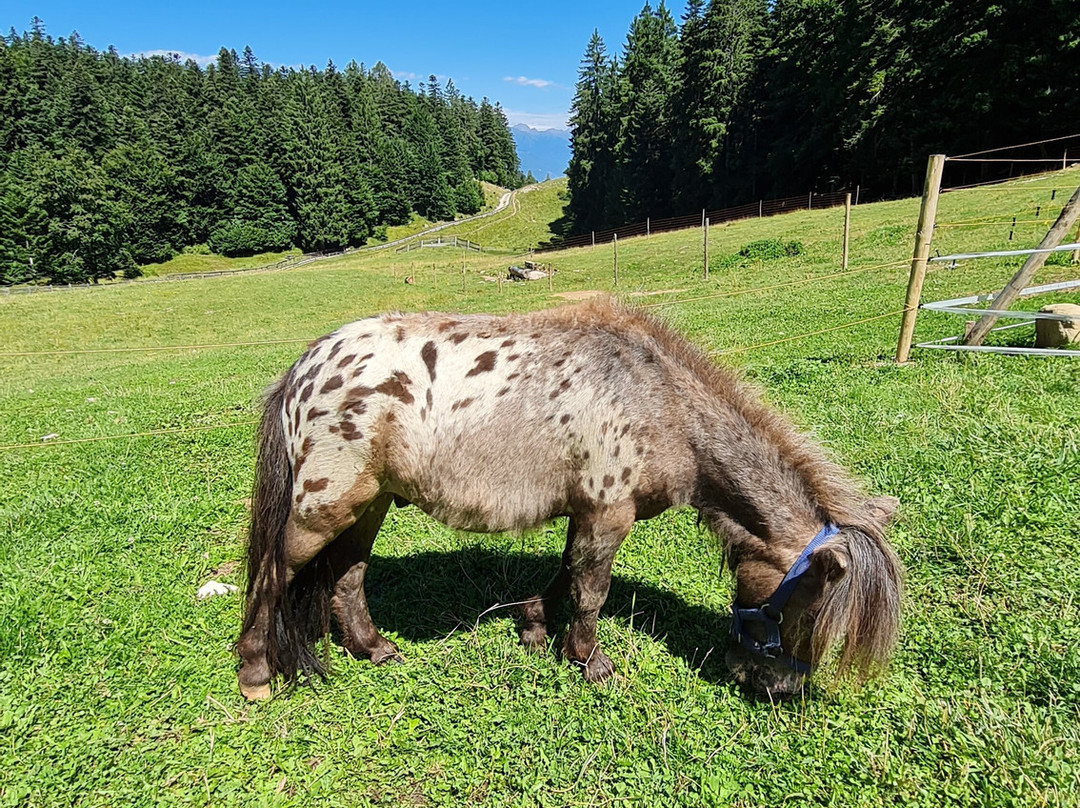 Malga Val Dei Brenzi-Fai della Paganella必去景点
