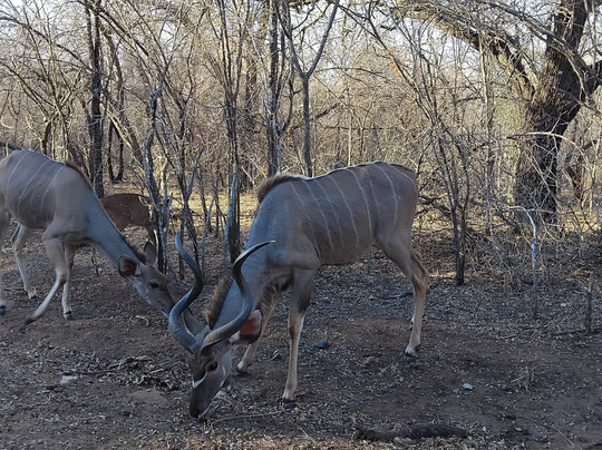 Kruger Maroela Lodge主图