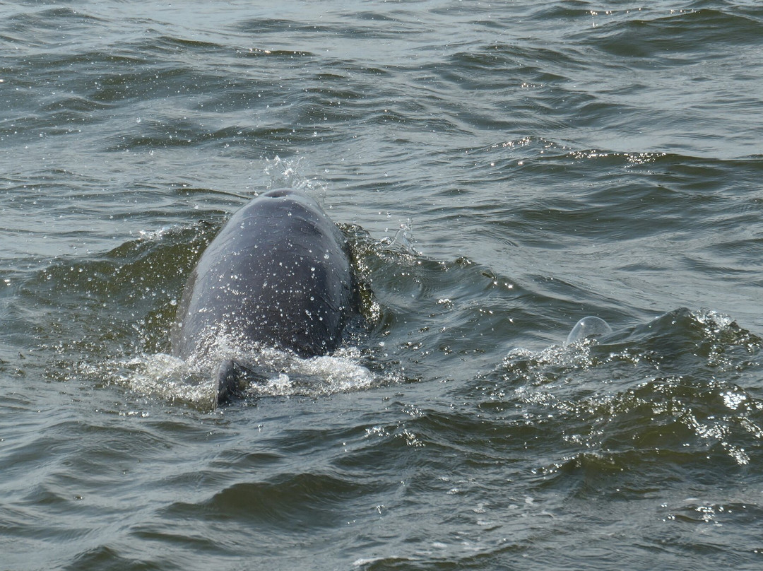 Paradise Dolphin Cruises-Wanchese必去景点