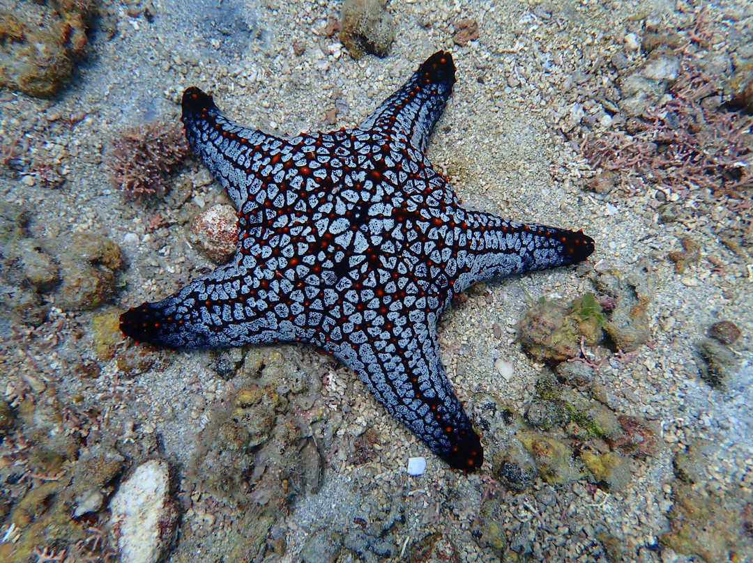 Premier Coiba Tours-Santa Catalina必去景点