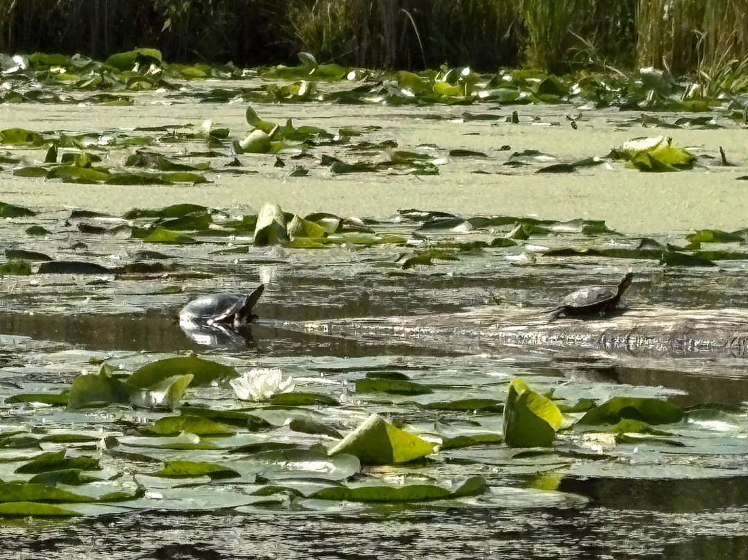 Wild Side Kayak Tours-Thief River Falls必去景点