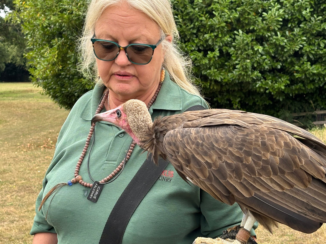 Icarus Falconry-北安普敦必去景点