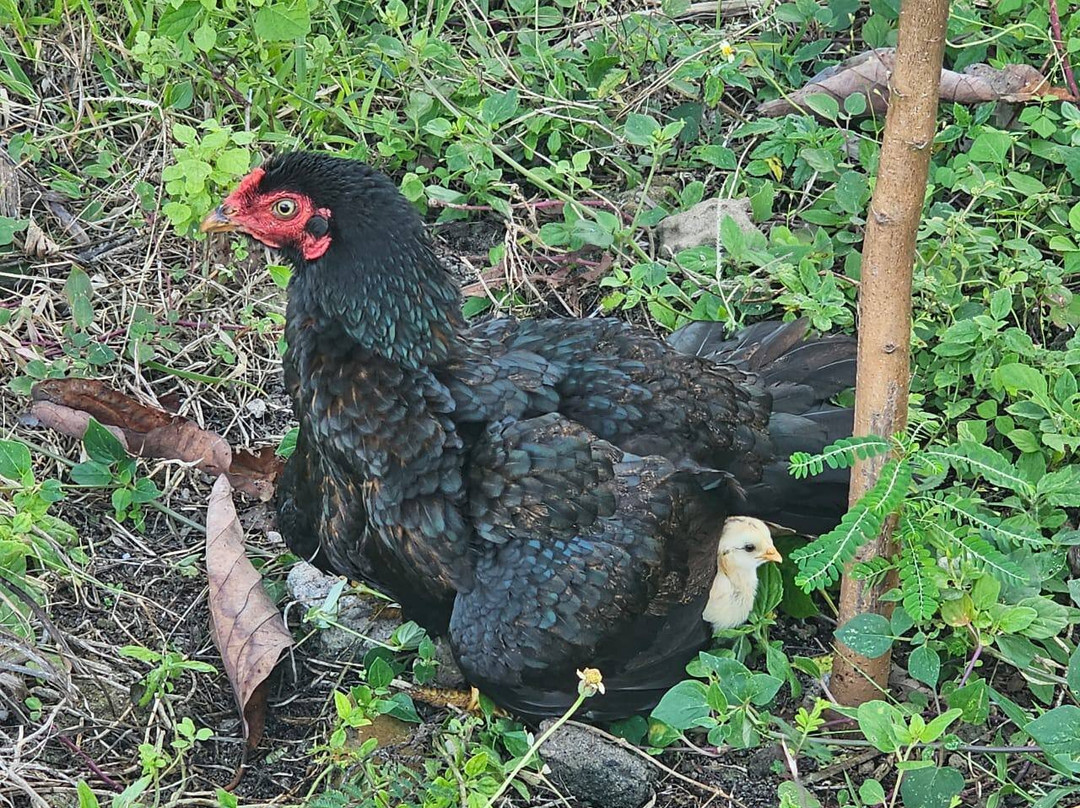 Paje Cave-帕杰必去景点