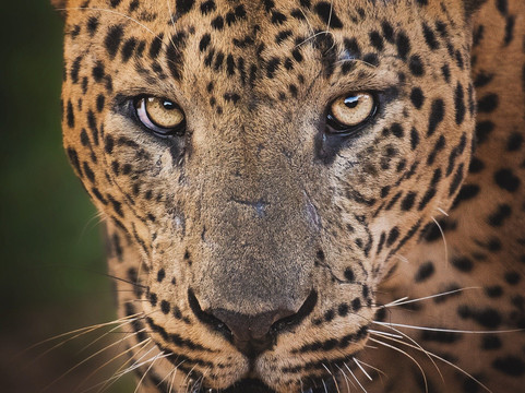 Black Leopard Safari Yala-蒂瑟默哈拉默必去景点