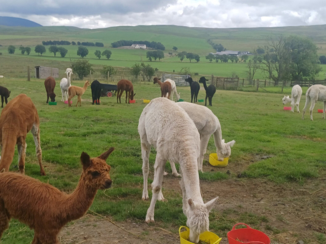 Millburn Alpacas-New Cumnock必去景点