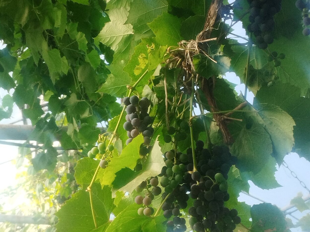 Roogoja Farm-Karla必去景点