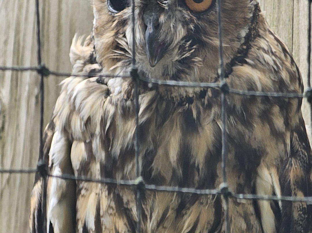 World of Owls-Randalstown必去景点