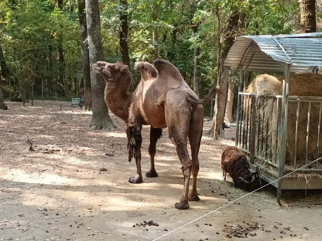 Z'animoland-Monbalen必去景点