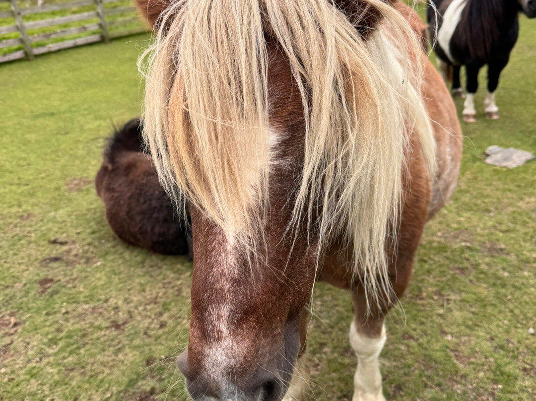 Ramnaberg Shetland Pony Stud Farm-Hamnavoe必去景点