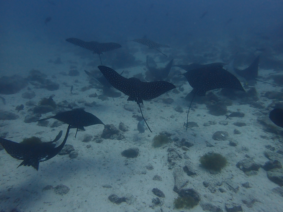 Scuba Iguana-阿约拉港必去景点