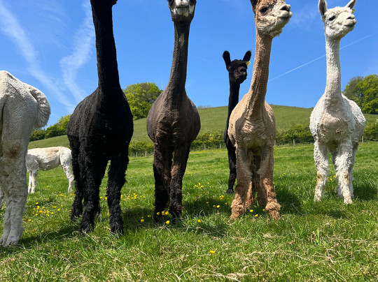 Bozedown Alapcas-雷丁必去景点