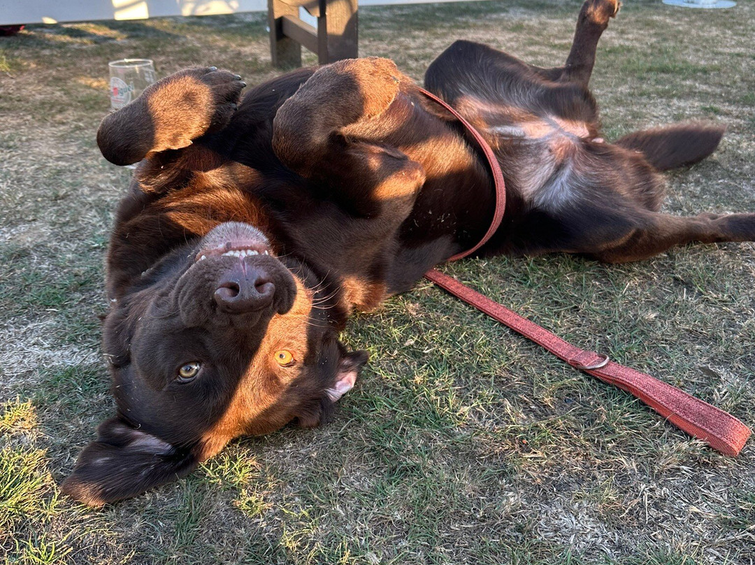 Sunbury Cricket Club-Sunbury-On-Thames必去景点