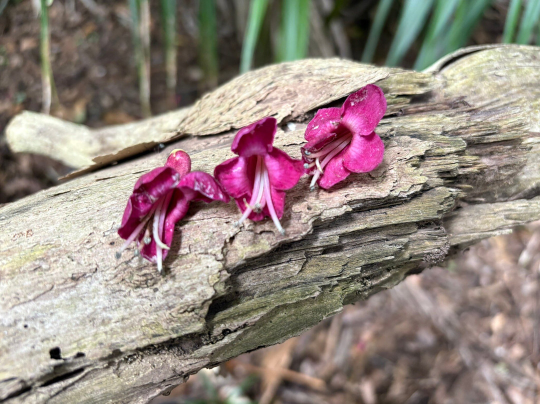 Hukutaia Domain-Opotiki必去景点