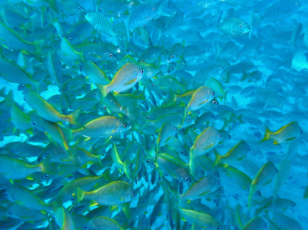 Buceo La Graciosa-Caleta de Sebo必去景点