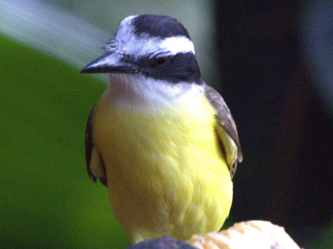 St Costa Rica-Gulf of Papagayo必去景点