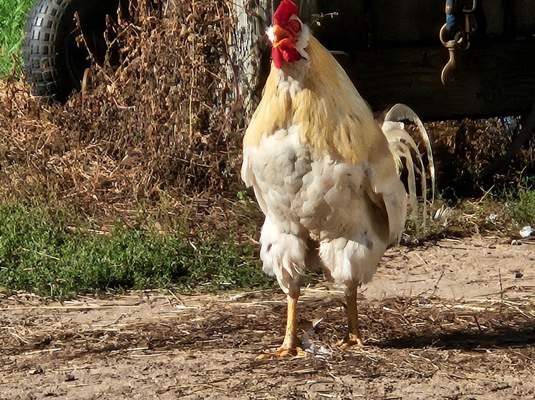 Outback Lodge and Stables主图