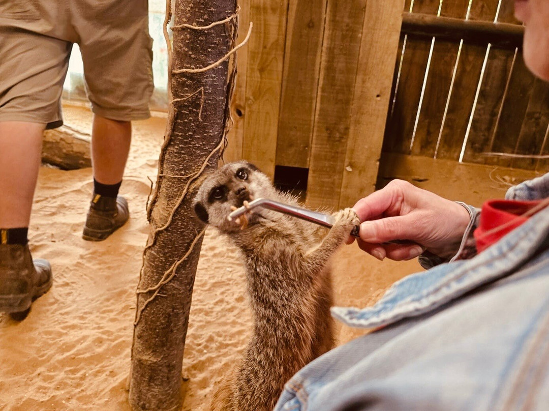 Millets Farm Falconry Centre-弗里福德希斯必去景点