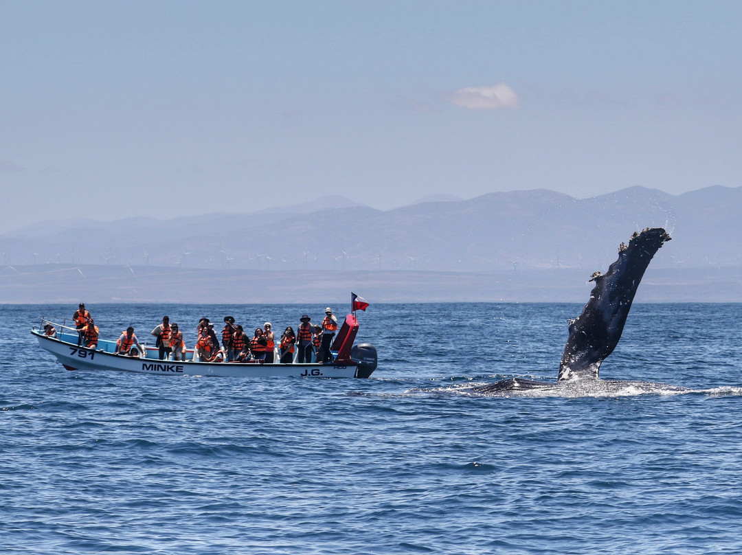 Minke Explorer-Chanaral de Aceituno必去景点