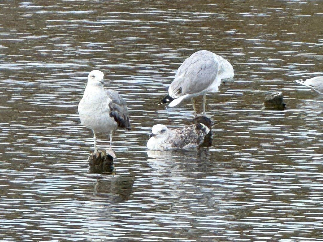Taxi Pmi-马洛卡帕尔马必去景点