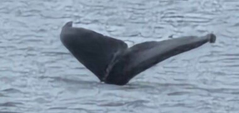 Alaska Galore Tours-朱诺必去景点