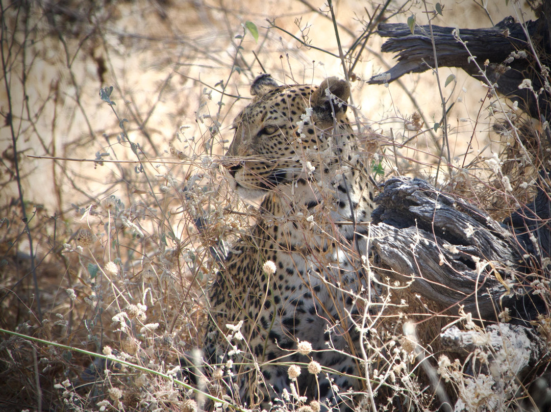 Dusty Foot Tours Namibia-温德和克必去景点