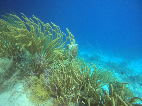 DiveFactory Bonaire-Kralendijk必去景点