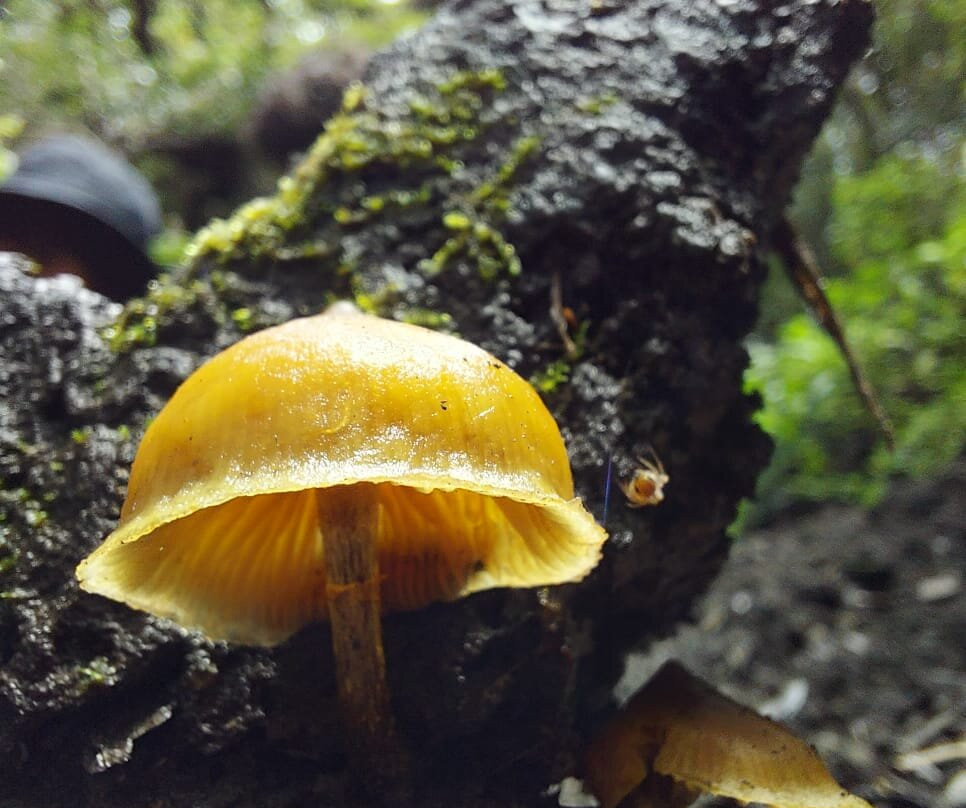 Oropopo Experience-圣何塞必去景点