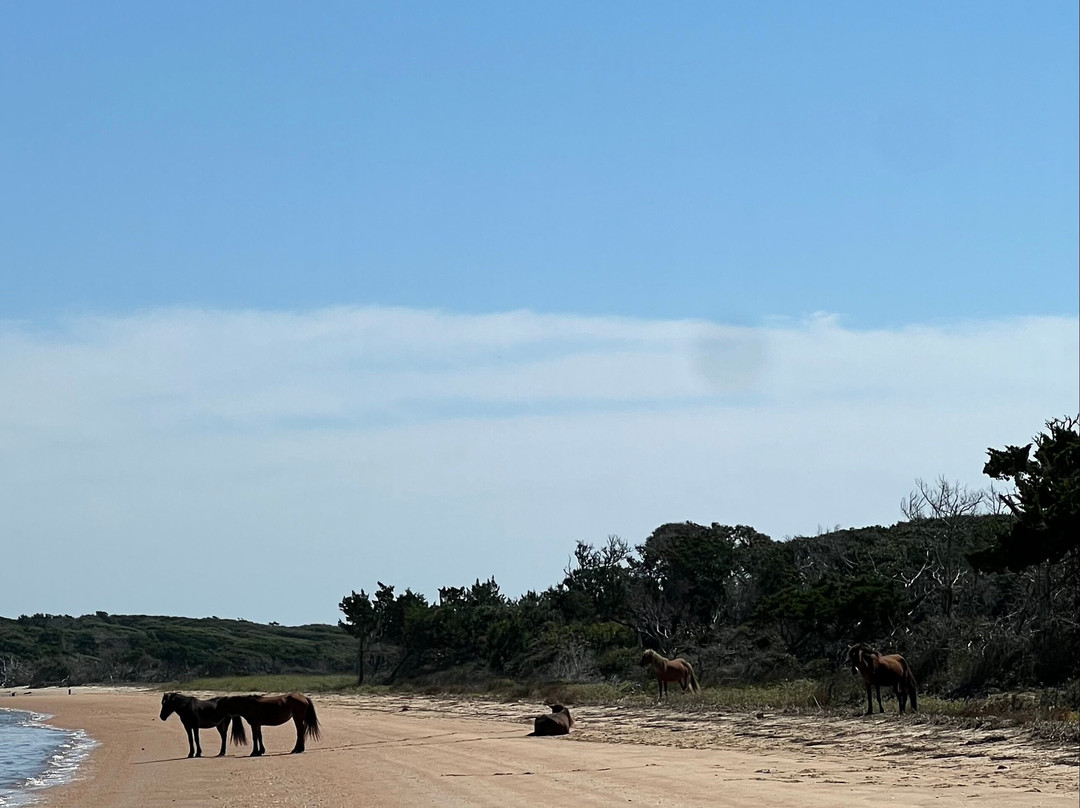 H2O Captain Eco-Tour Private Boat Excursions-莫尔黑德城必去景点