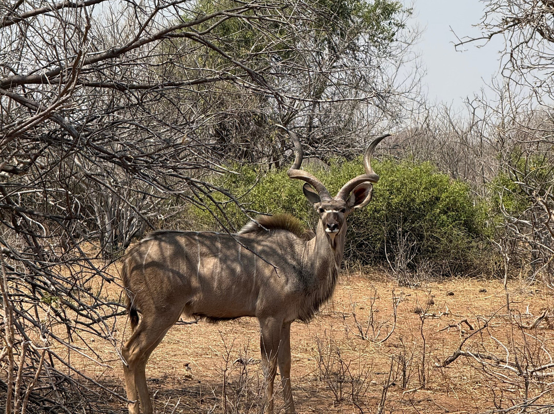 Kubwa Five Safaris-坎帕拉必去景点
