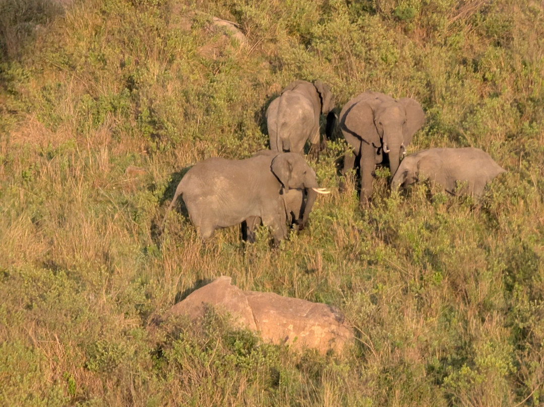 Adventures Aloft Balloon Safari Tanzania-Ikoma必去景点