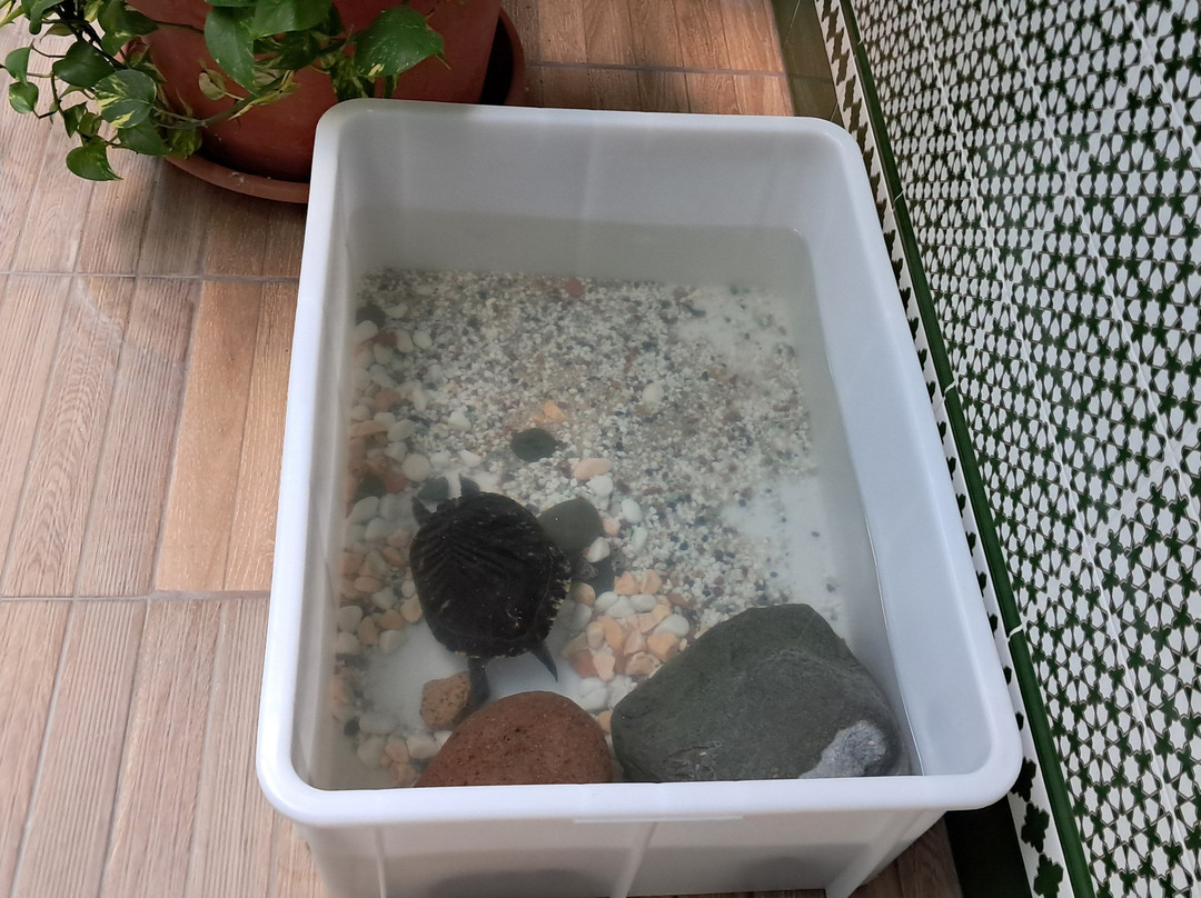 Apartamentos Los Marinos主图