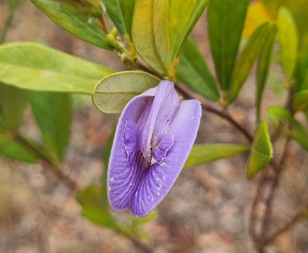 Sertão Veadeiros Ecoturismo-Cavalcante必去景点