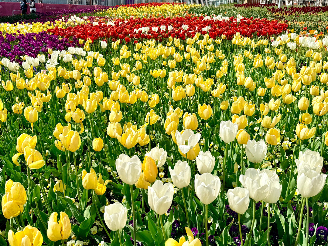 Floriade-堪培拉必去景点