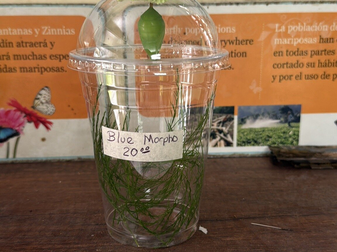 Butterfly Haven-安东谷必去景点