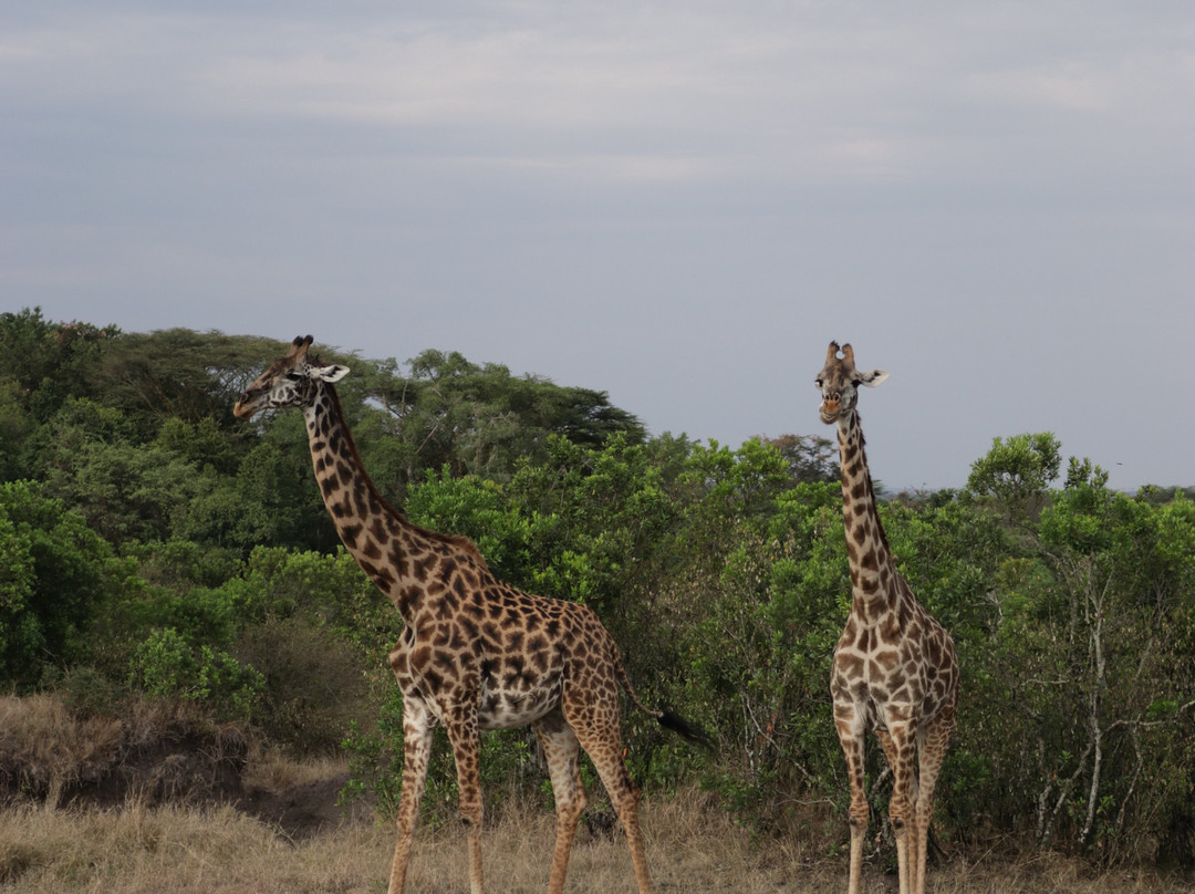 Wildtrek Tanzania Safaris-阿鲁沙必去景点